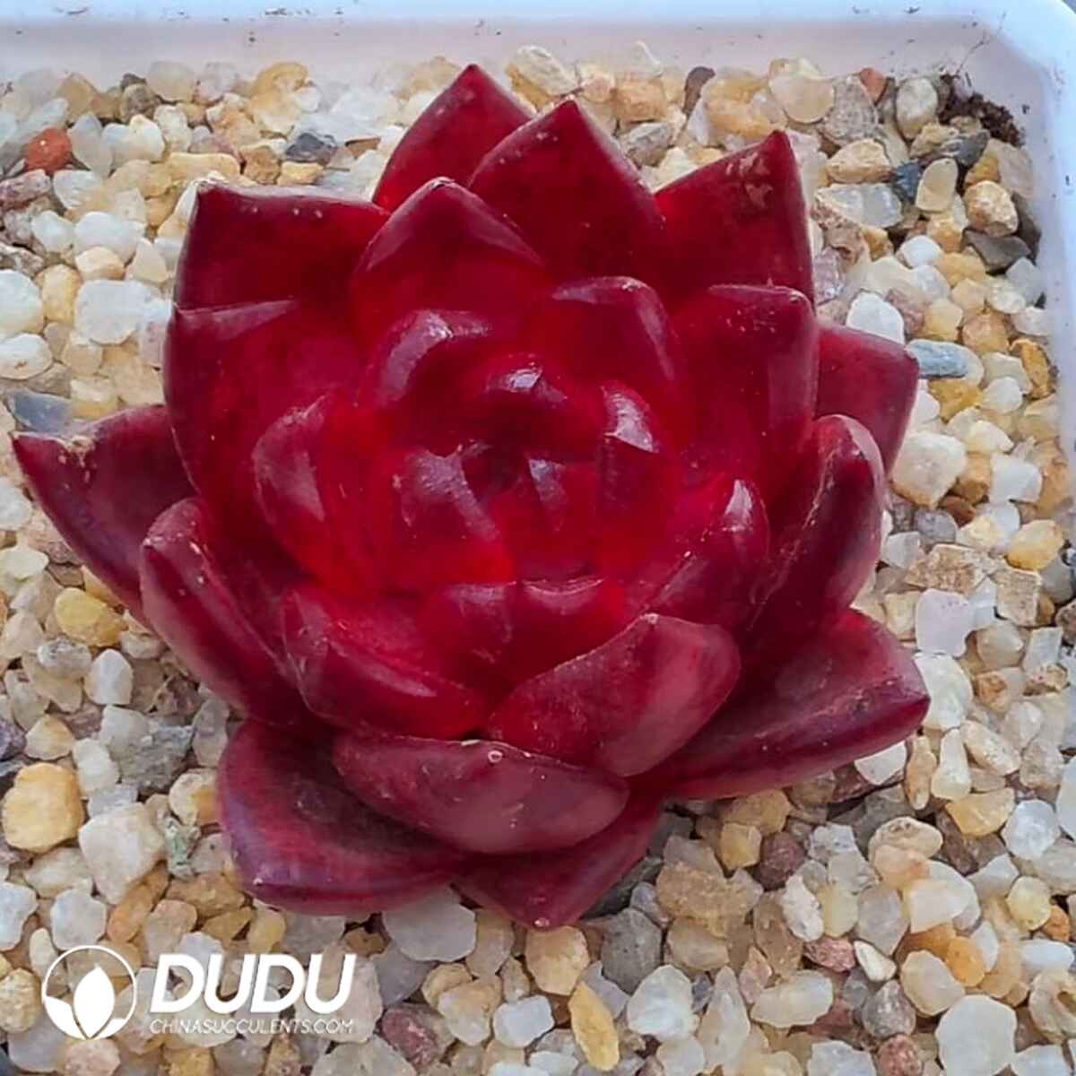 e201-444.jpg Echeveria Rose Diamond A - 画像 (1)