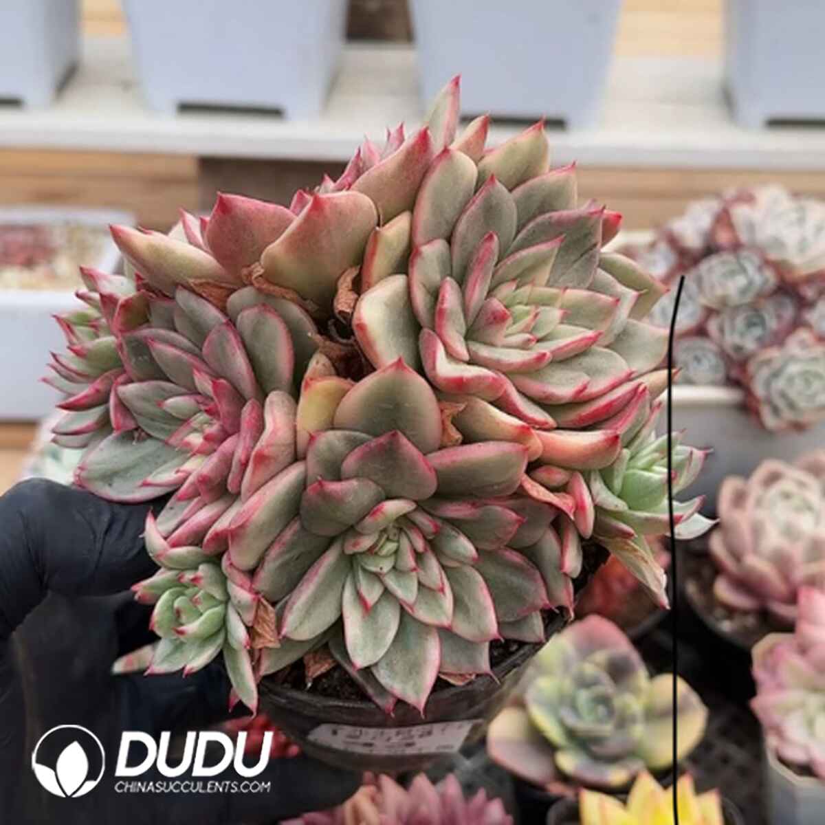 e201-449.jpg Echeveria Azure Variegated Clustering - 画像 (1)