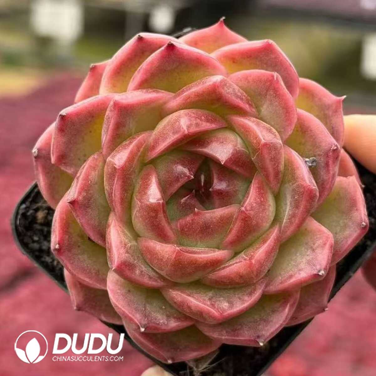 e201-45-1.jpg Echeveria Orange Amber - 画像 (1)