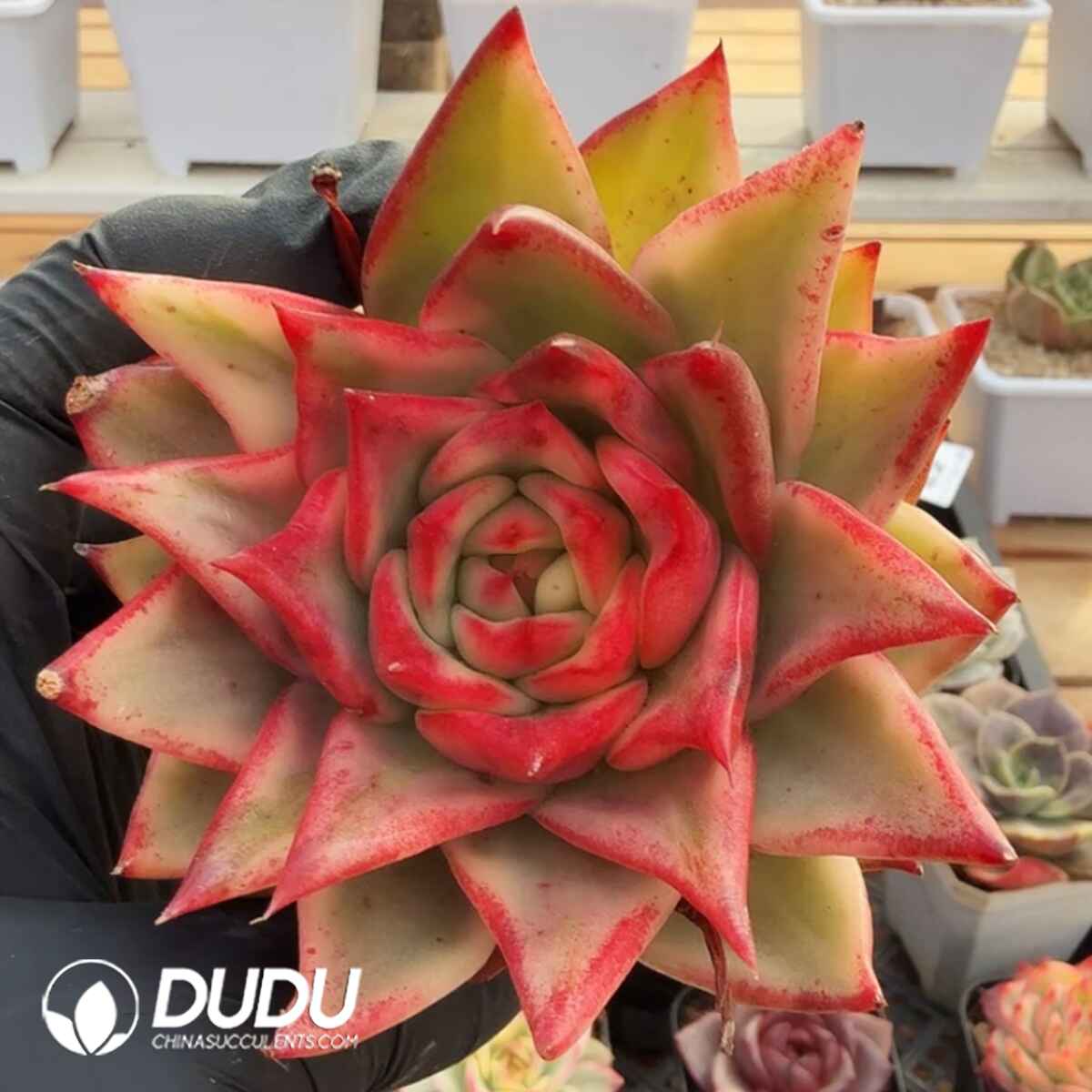 e201-458.jpg Echeveria Bean Maria Variegated - 画像 (1)