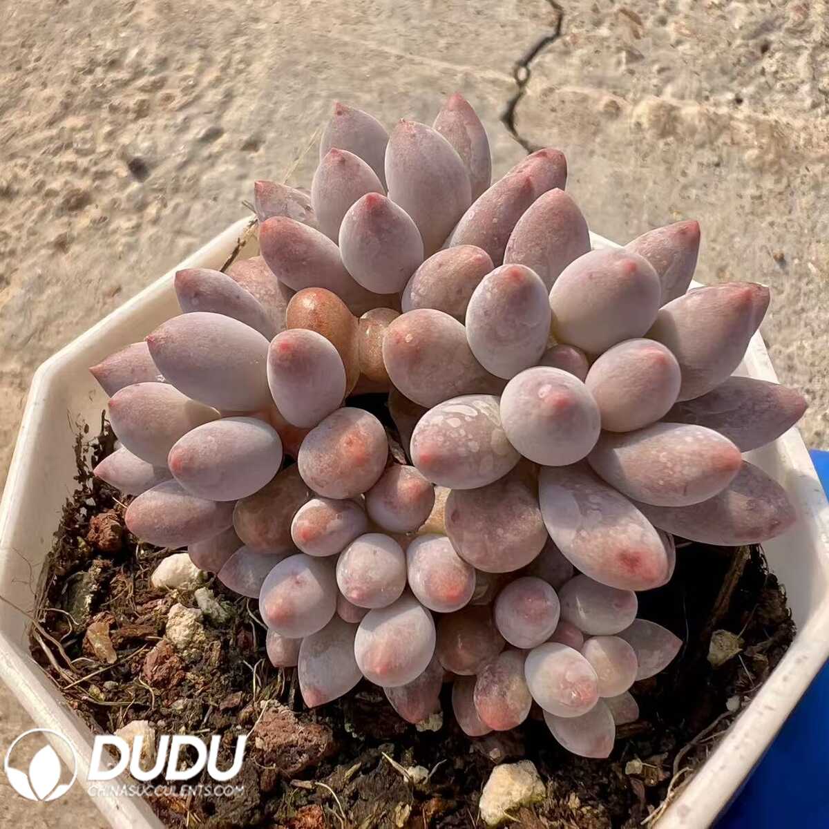 e201-46-2.jpg Pachyphytum Little Milk Bean Clustering - 画像 (1)