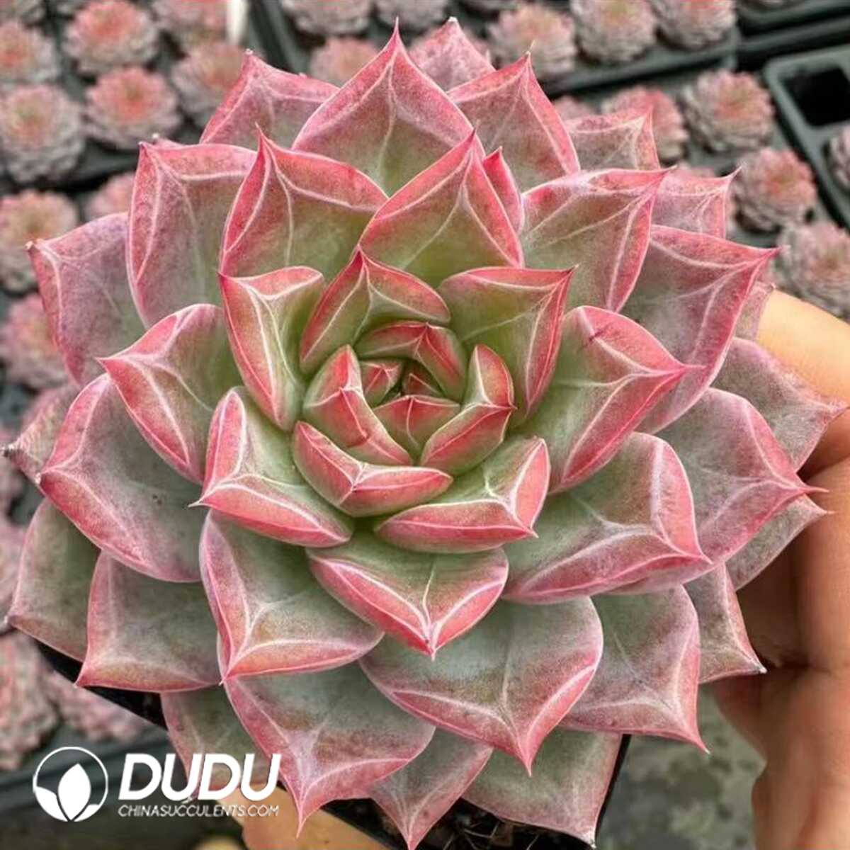 e201-46.jpg Echeveria Miss Messy Room - 画像 (1)