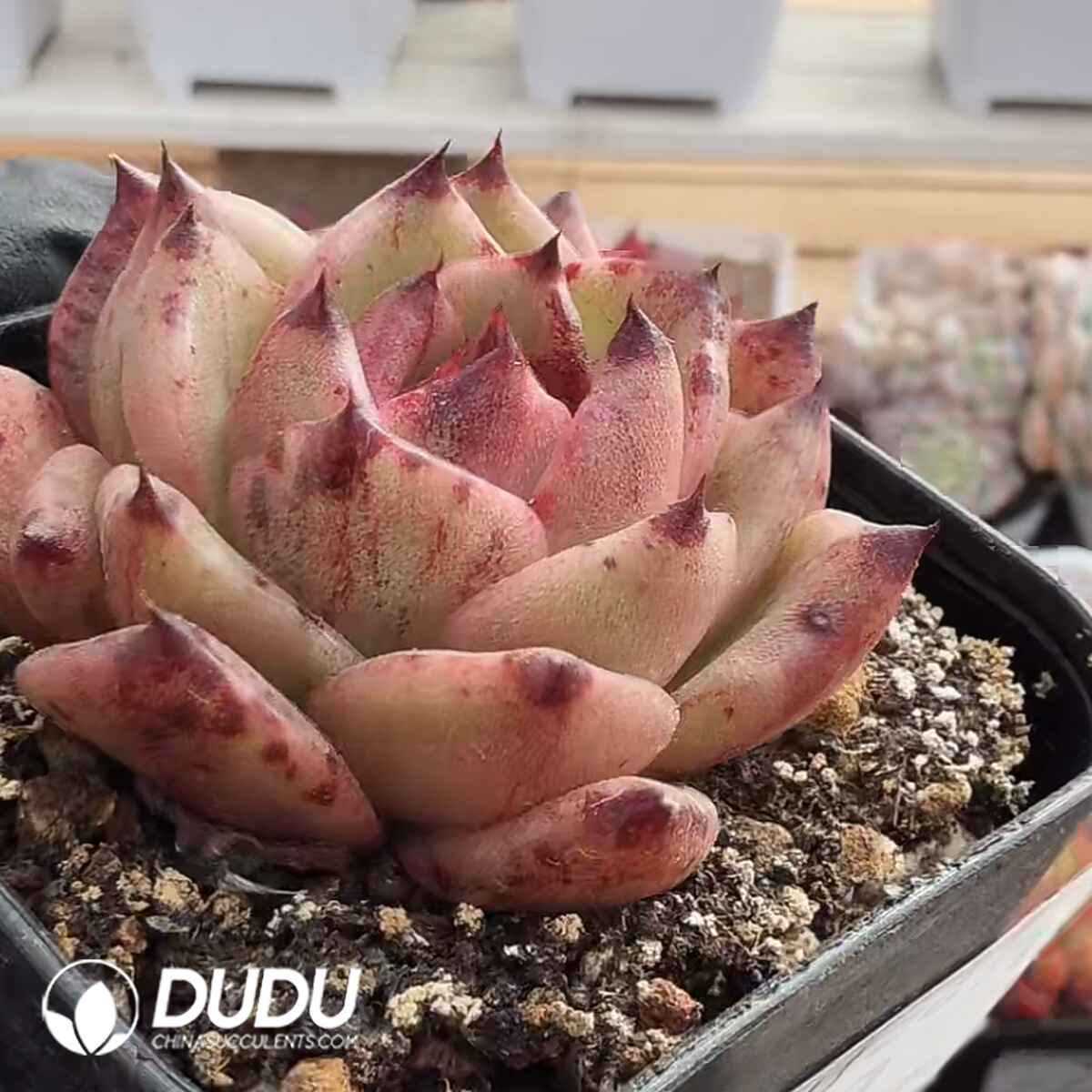 e201-462.jpg Echeveria Silky Variegated - 画像 (1)