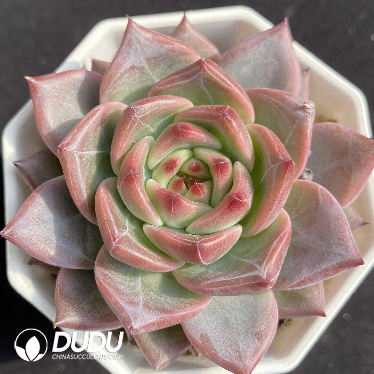 e201-466.jpg Echeveria NO.047 - 画像 (1)