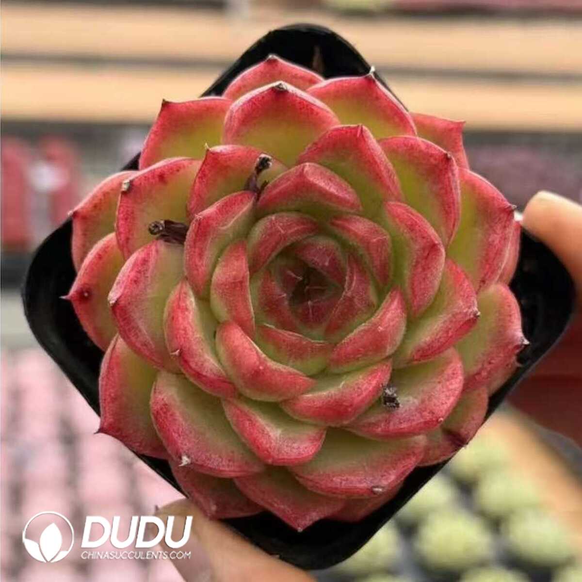 e201-469.jpg Echeveria Orange scent - 画像 (1)