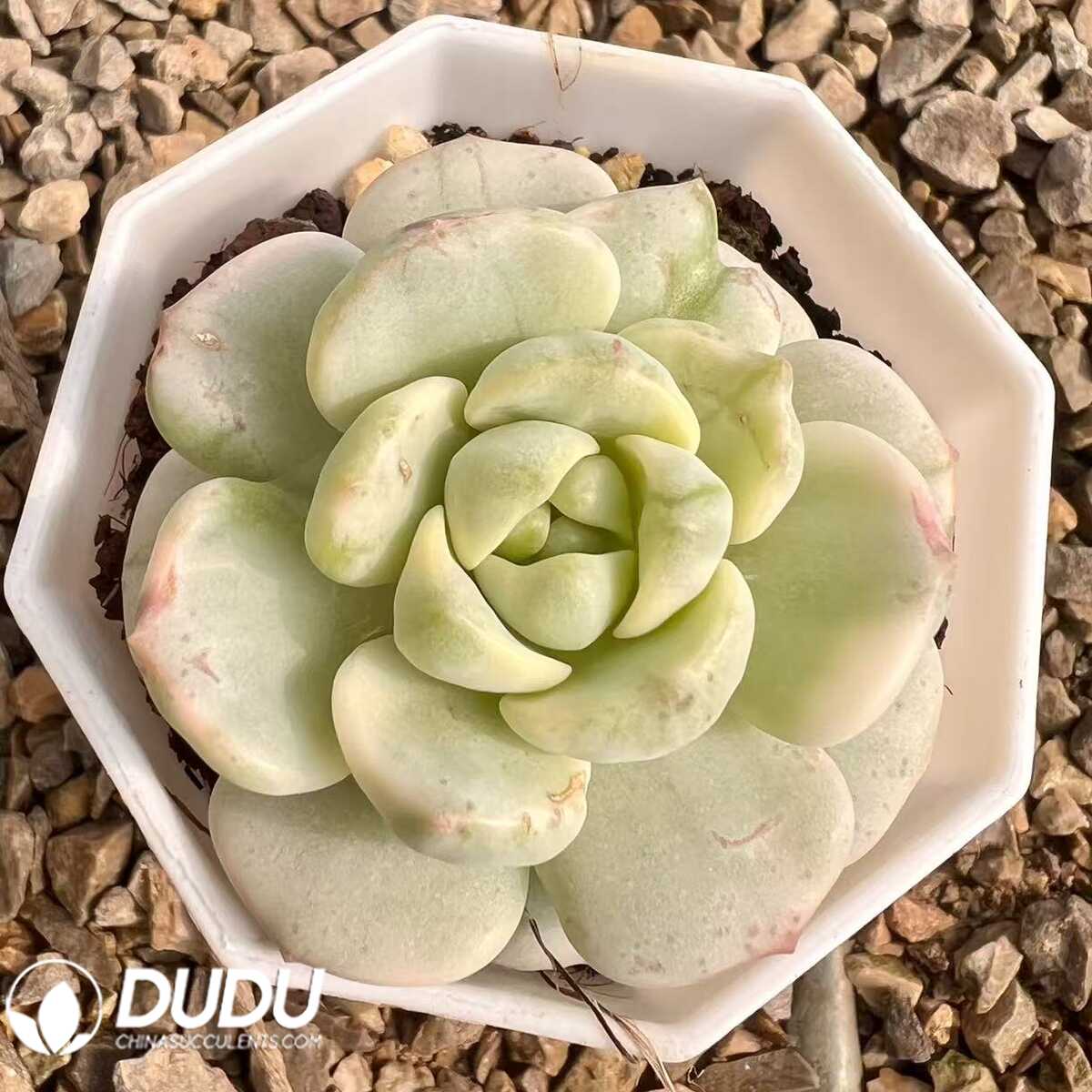 e201-47.jpg Echeveria Herb Variegated - 画像 (1)