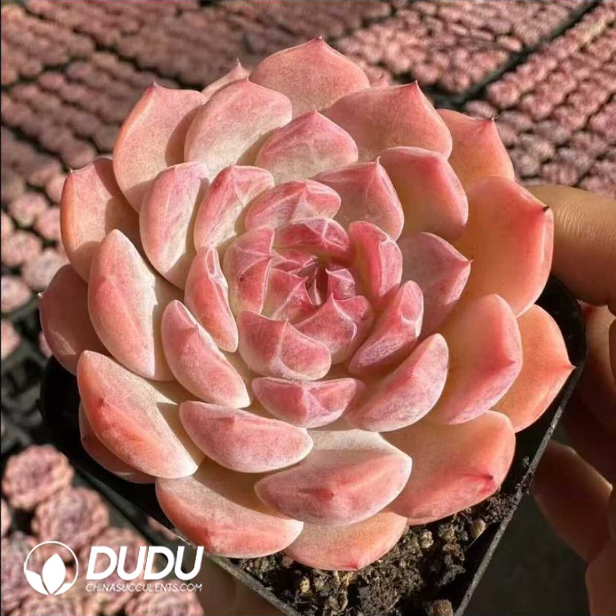 e201-48-1.jpg Echeveria Sex Spirit Fox - 画像 (1)