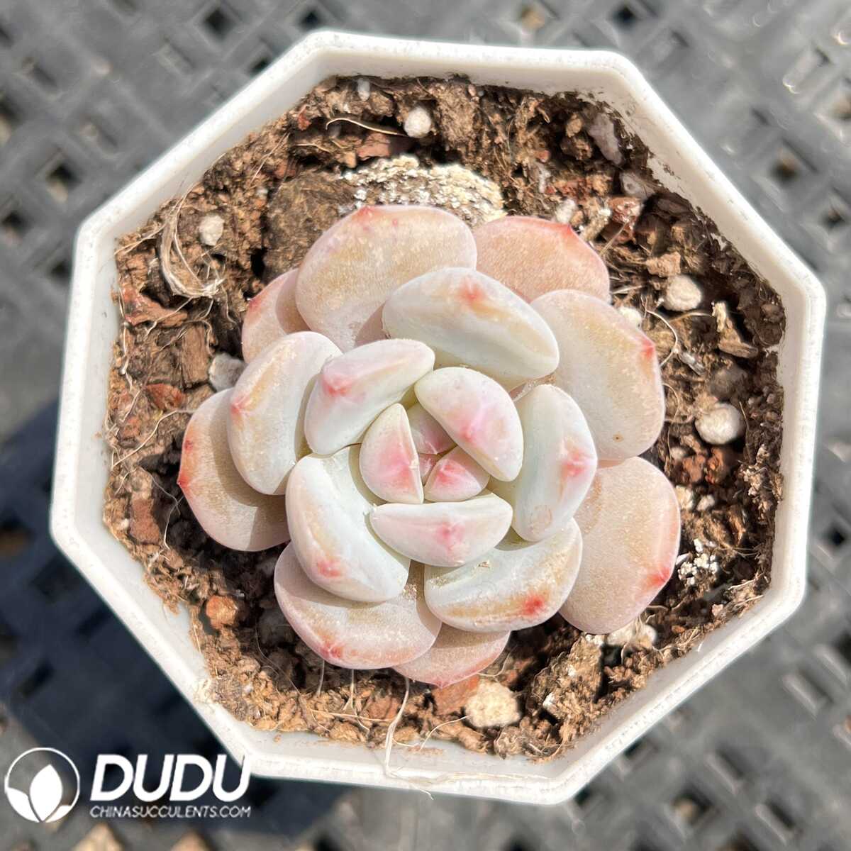 e201-49.jpg Echeveria Little Chestnut - 画像 (1)