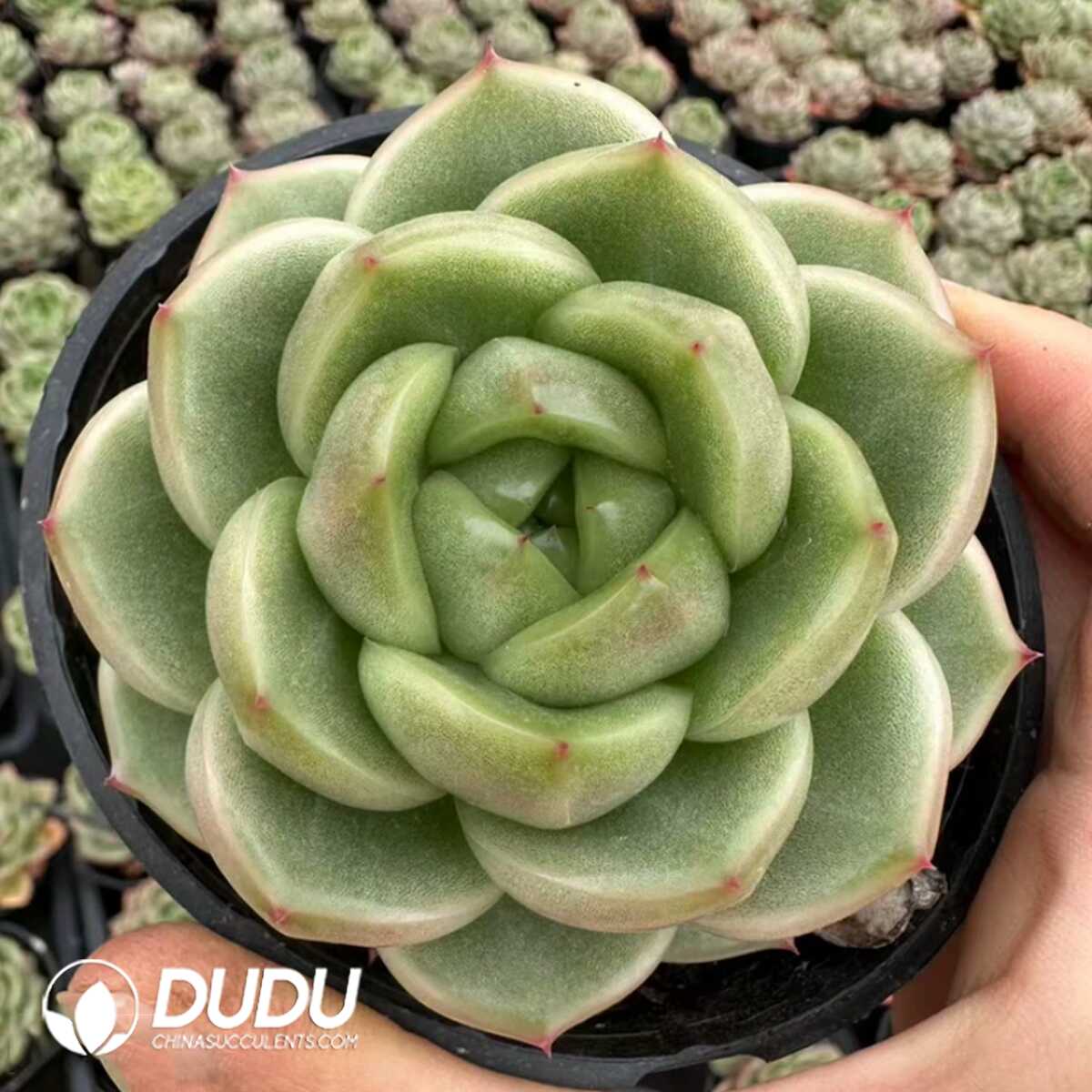 e201-5.jpg Echeveria Sunny Sky Jenny - 画像 (1)