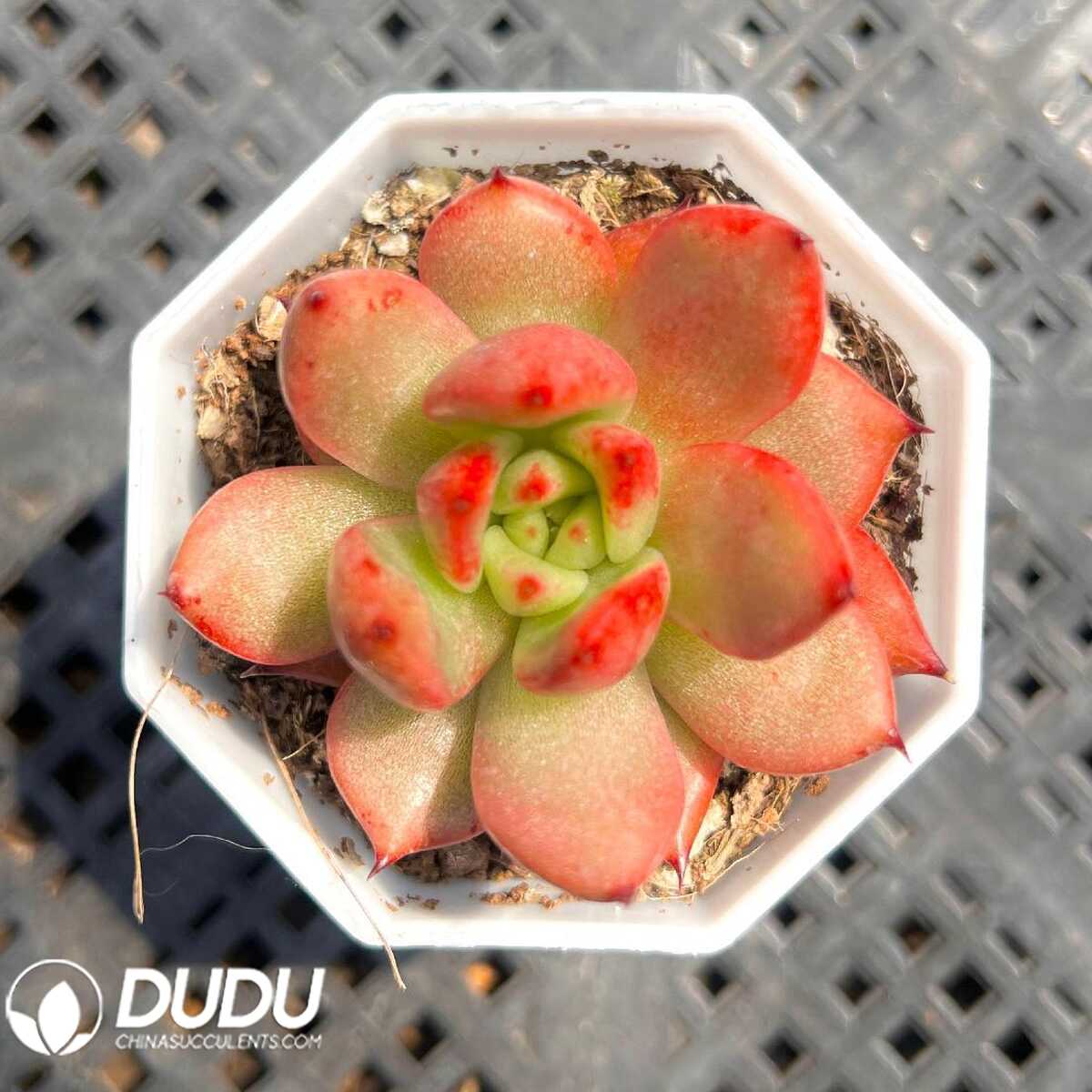 e201-51.jpg Echeveria Red Pearl - 画像 (1)