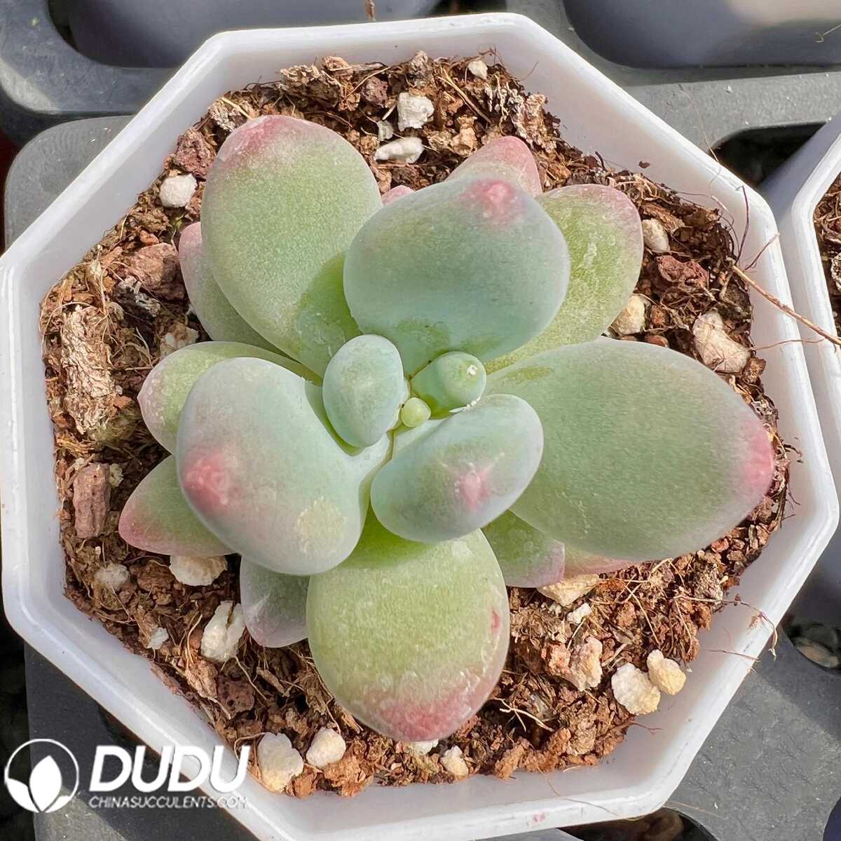 e201-52-2.jpg Pachyphytum Apple Cheese - 画像 (1)