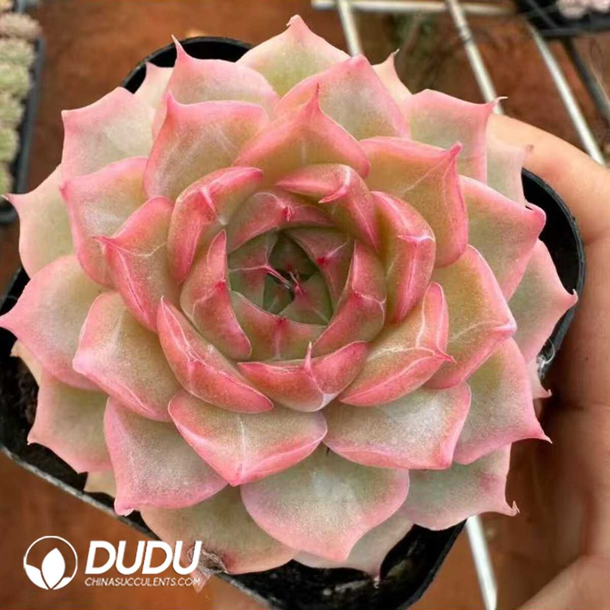 e201-52.jpg Echeveria The World-Reigning Princess - 画像 (1)