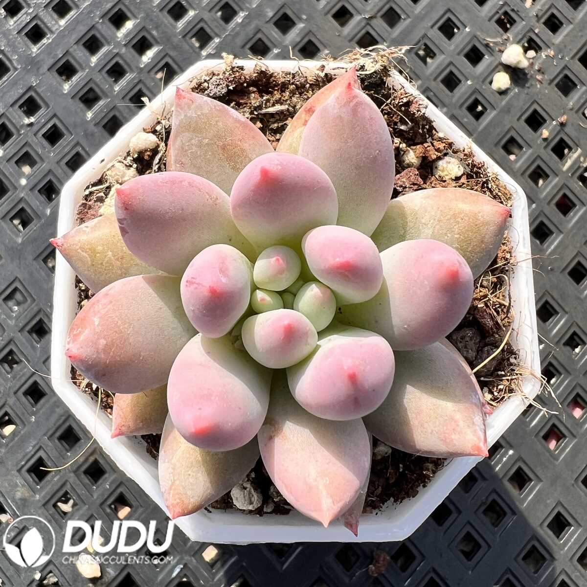 e201-53-2.jpg Pachyphytum Ice Cream - 画像 (1)