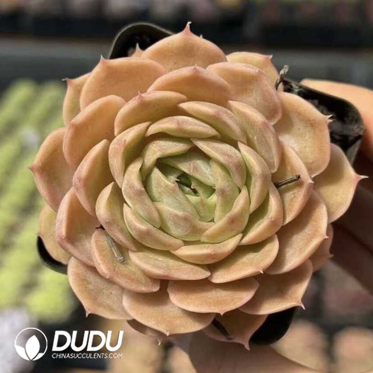 Screenshot Echeveria Crystal Ansnow - 画像 (1)