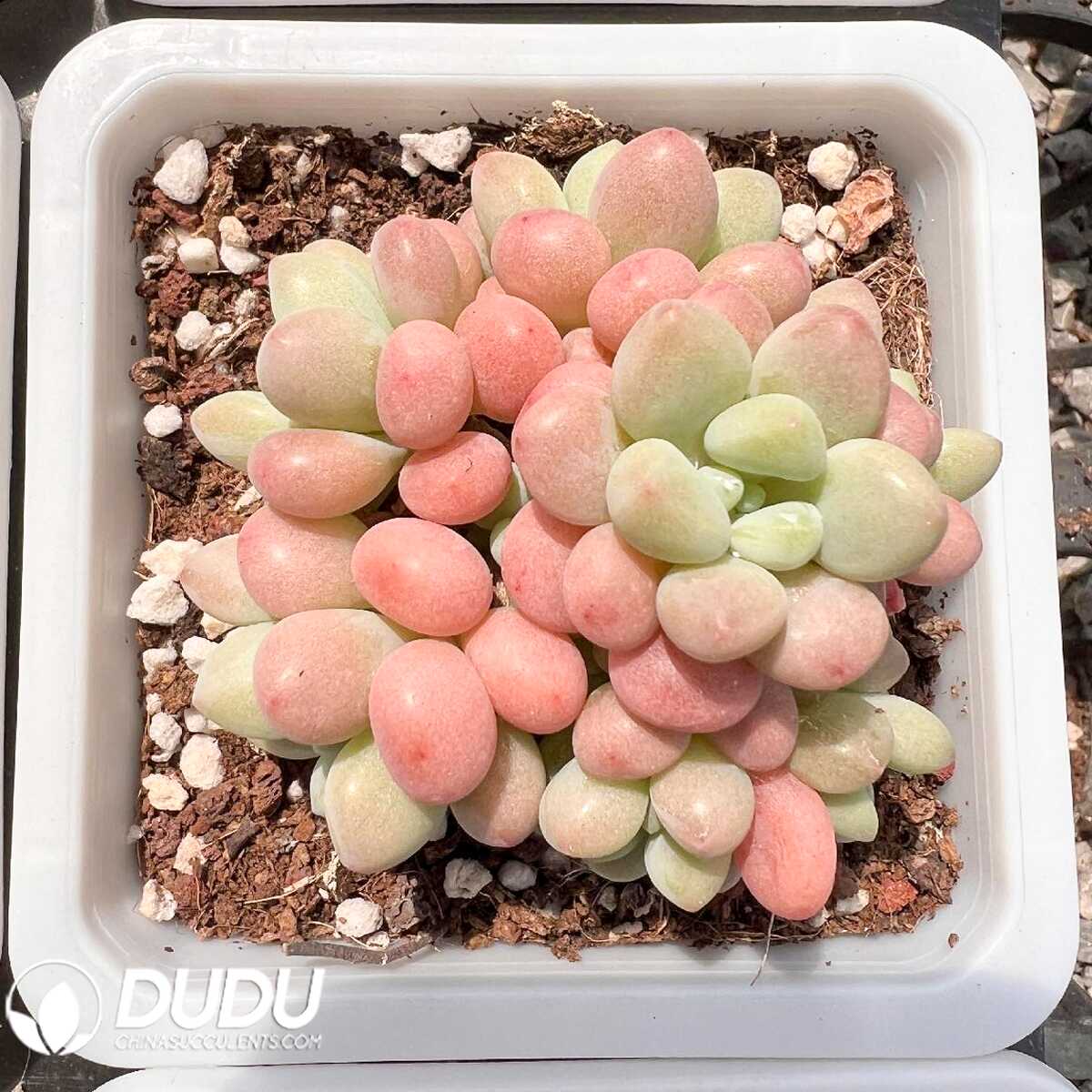 e201-54-2.jpg Graptopetalum Aurora Clustering - 画像 (1)