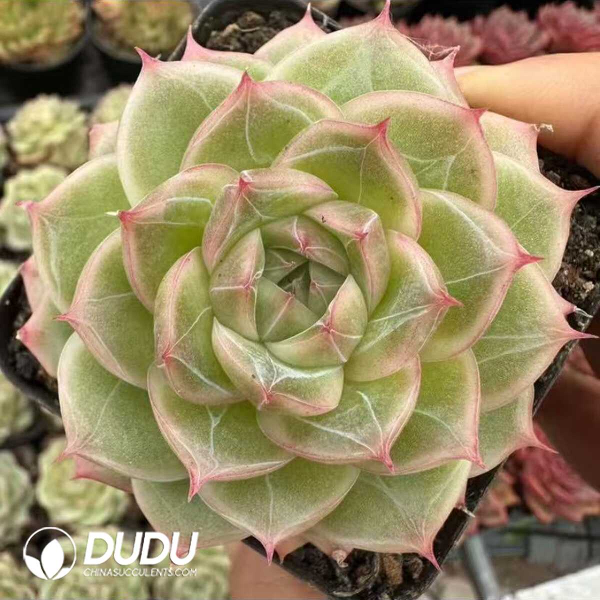 e201-54.jpg Echeveria West Lake Longjing Tea - 画像 (1)