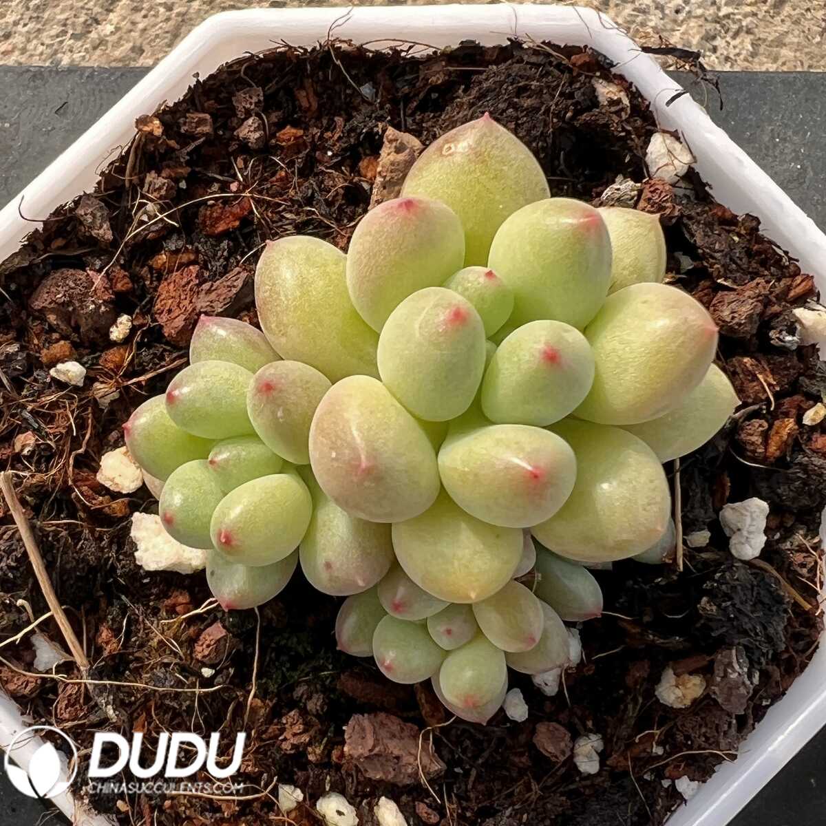 e201-55-2.jpg Pachyphytum Fairy Bean Clustering - 画像 (1)