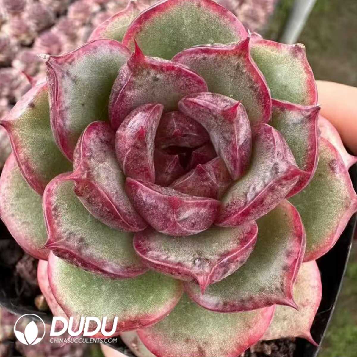 e201-55.jpg Echeveria Marbles - 画像 (1)