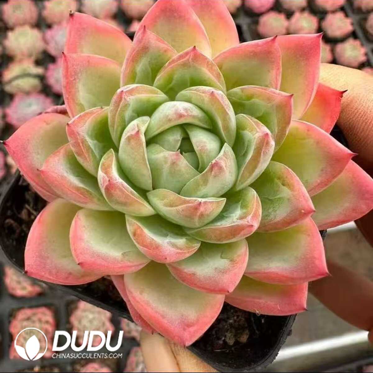 e201-56-1.jpg Echeveria Crystal Essence - 画像 (1)