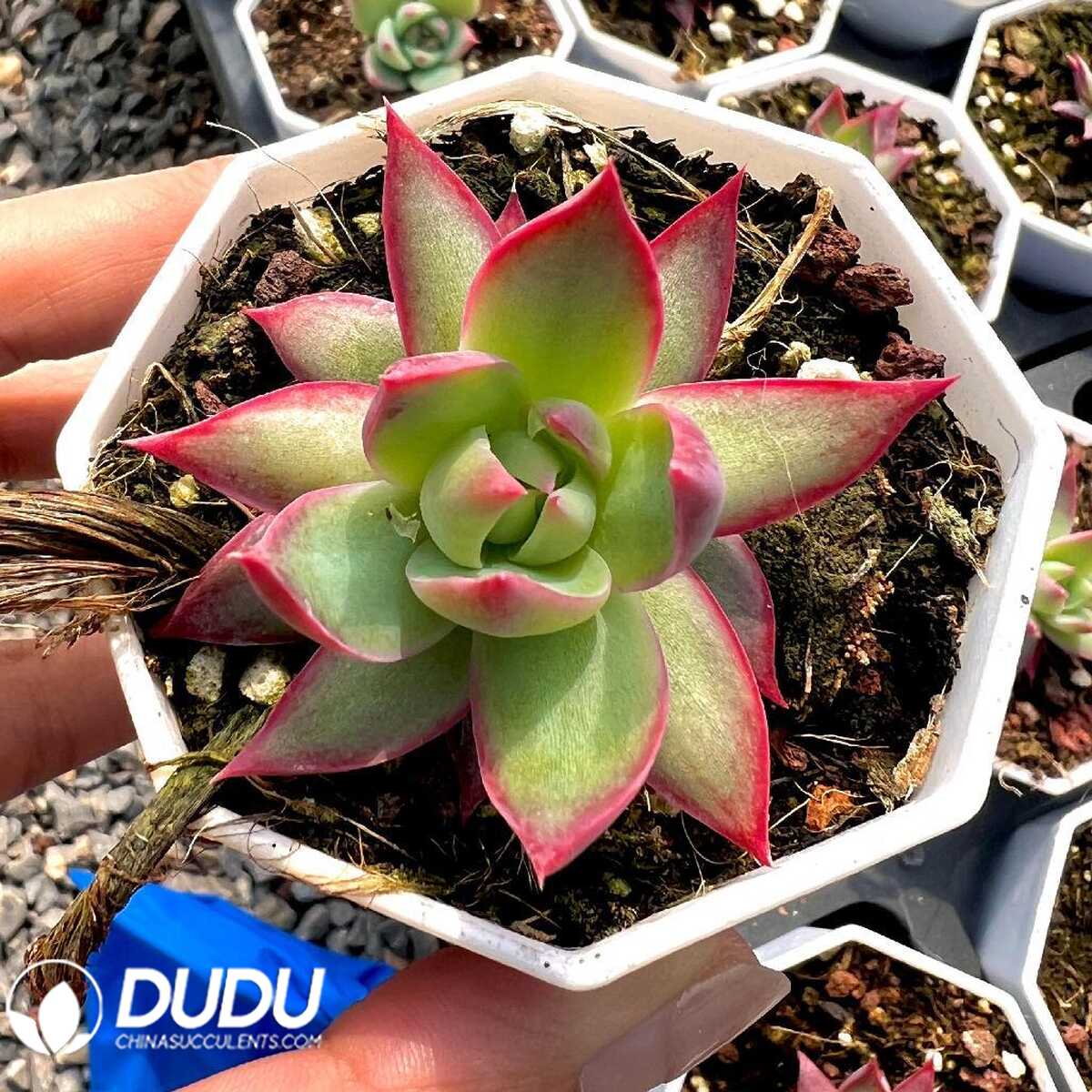 e201-56.jpg Echeveria Hillary - 画像 (1)