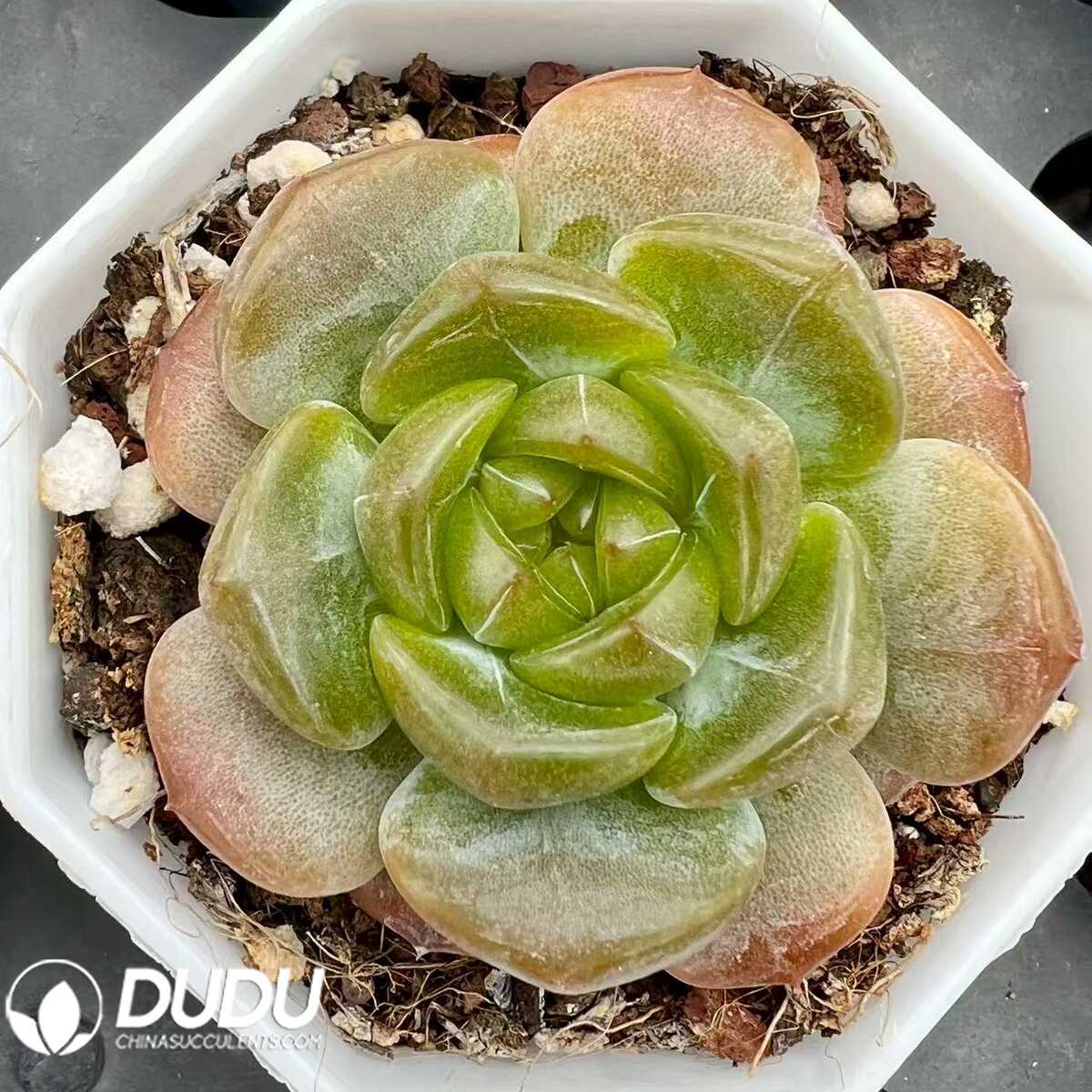 e201-59.jpg Echeveria Anne Rain - 画像 (1)