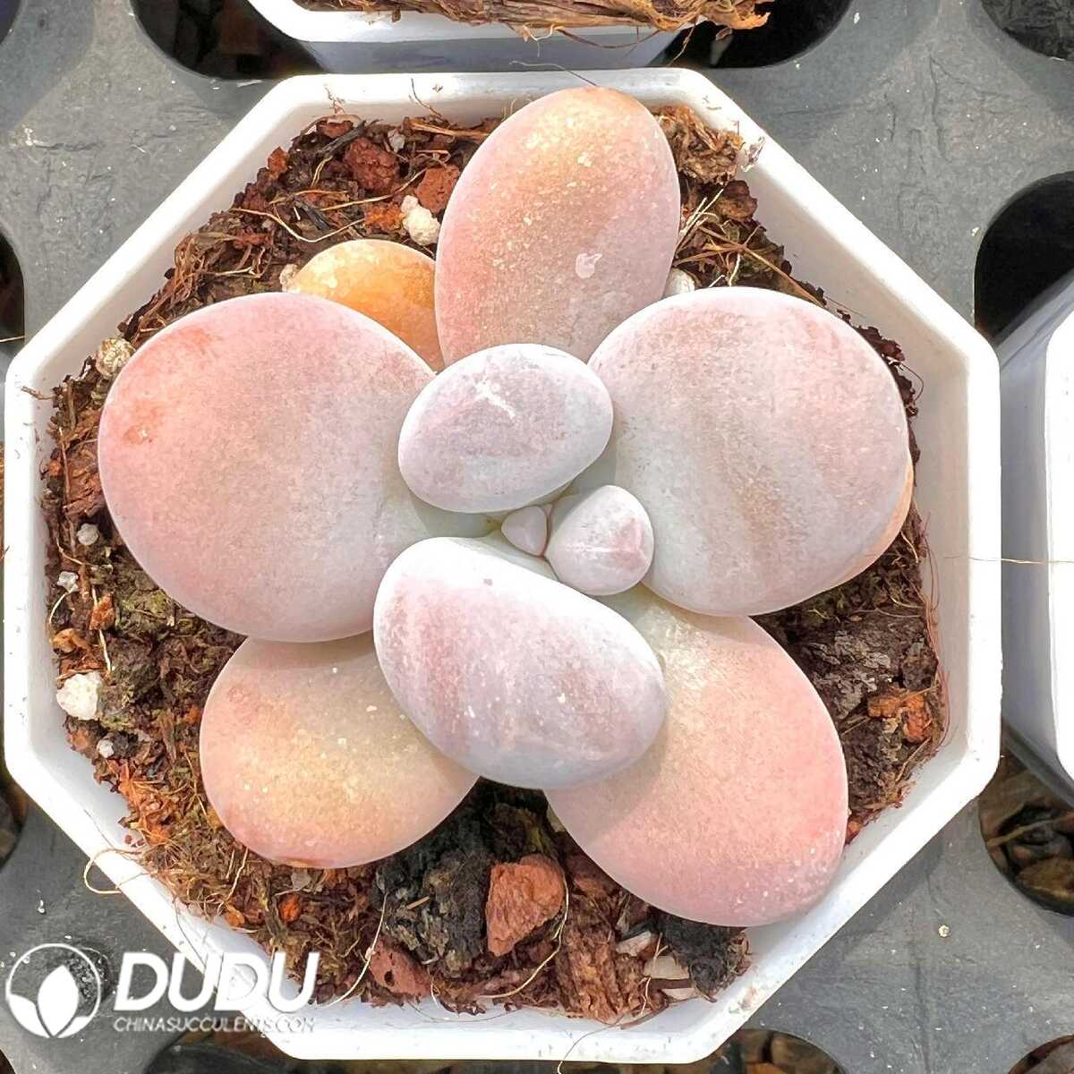 e201-6.jpg Pachyphytum oviferum - 画像 (1)