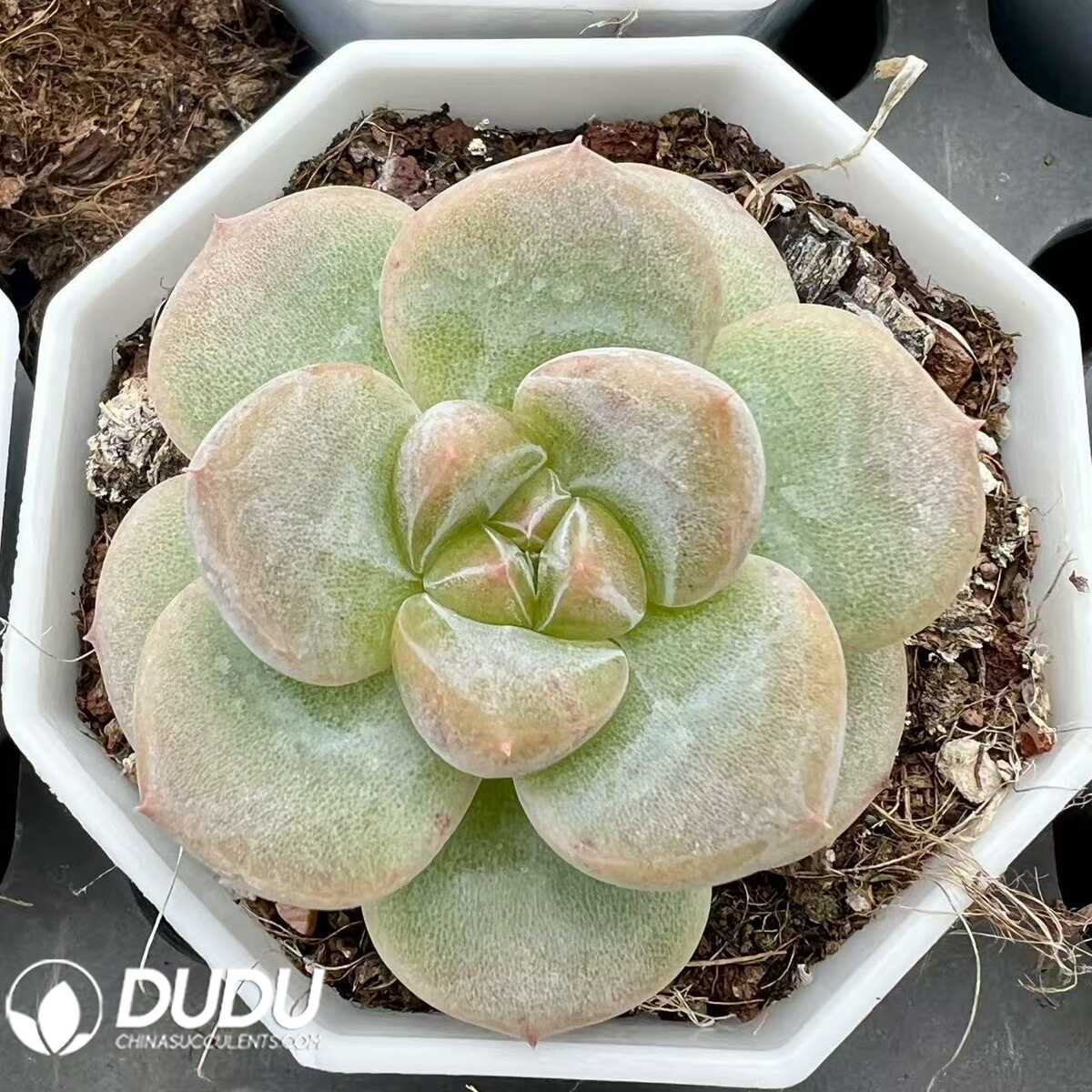 e201-60.jpg Echeveria Songluo - 画像 (1)