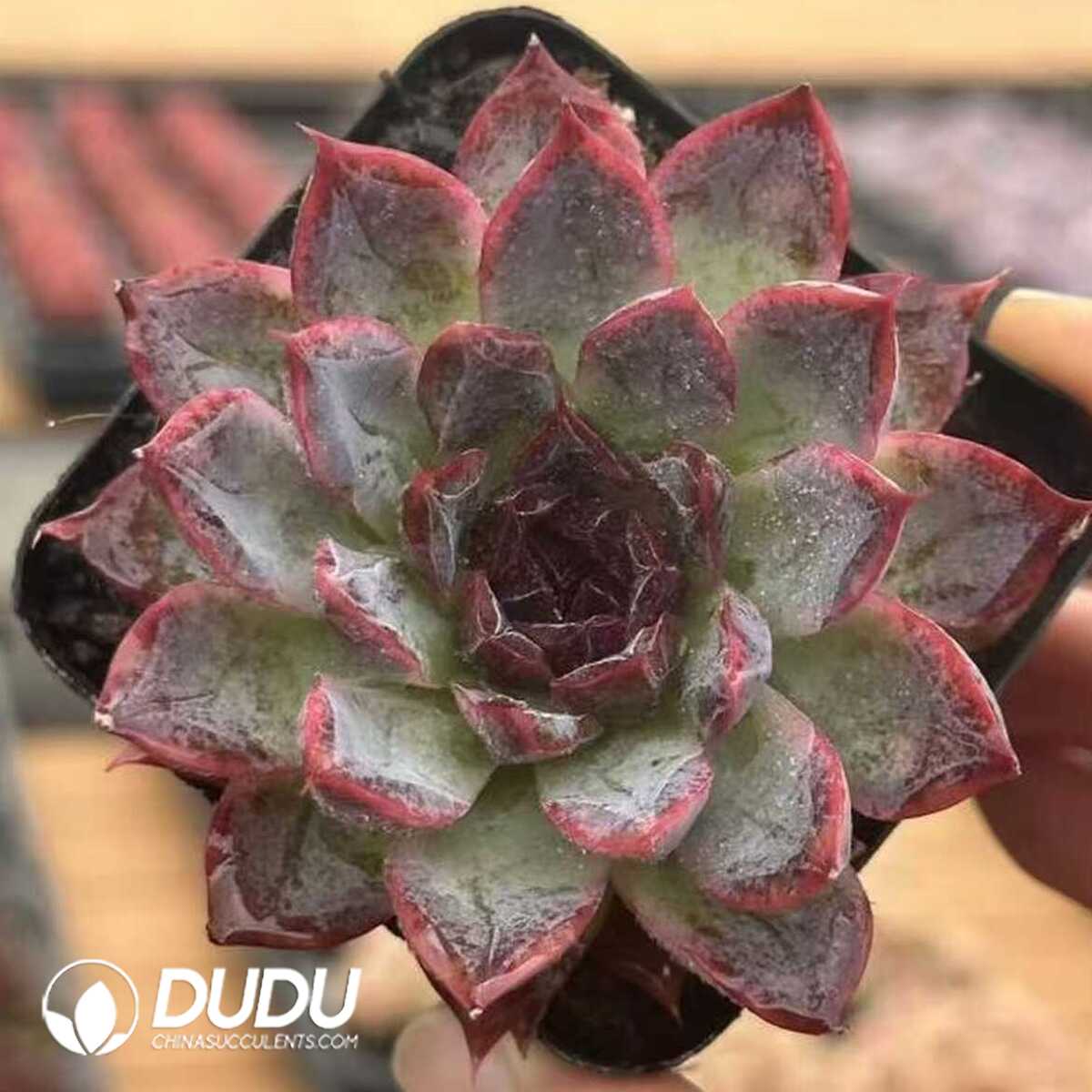 e201-603.jpg Echeveria Xuannian - 画像 (1)