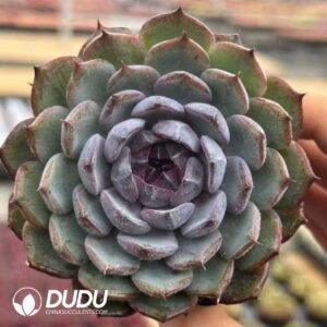 Echeveria Blueenchantress