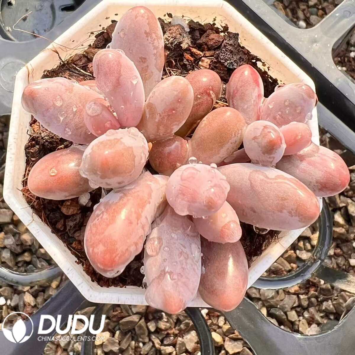 e201-61-1.jpg Pachyphytum Red Peony - 画像 (1)