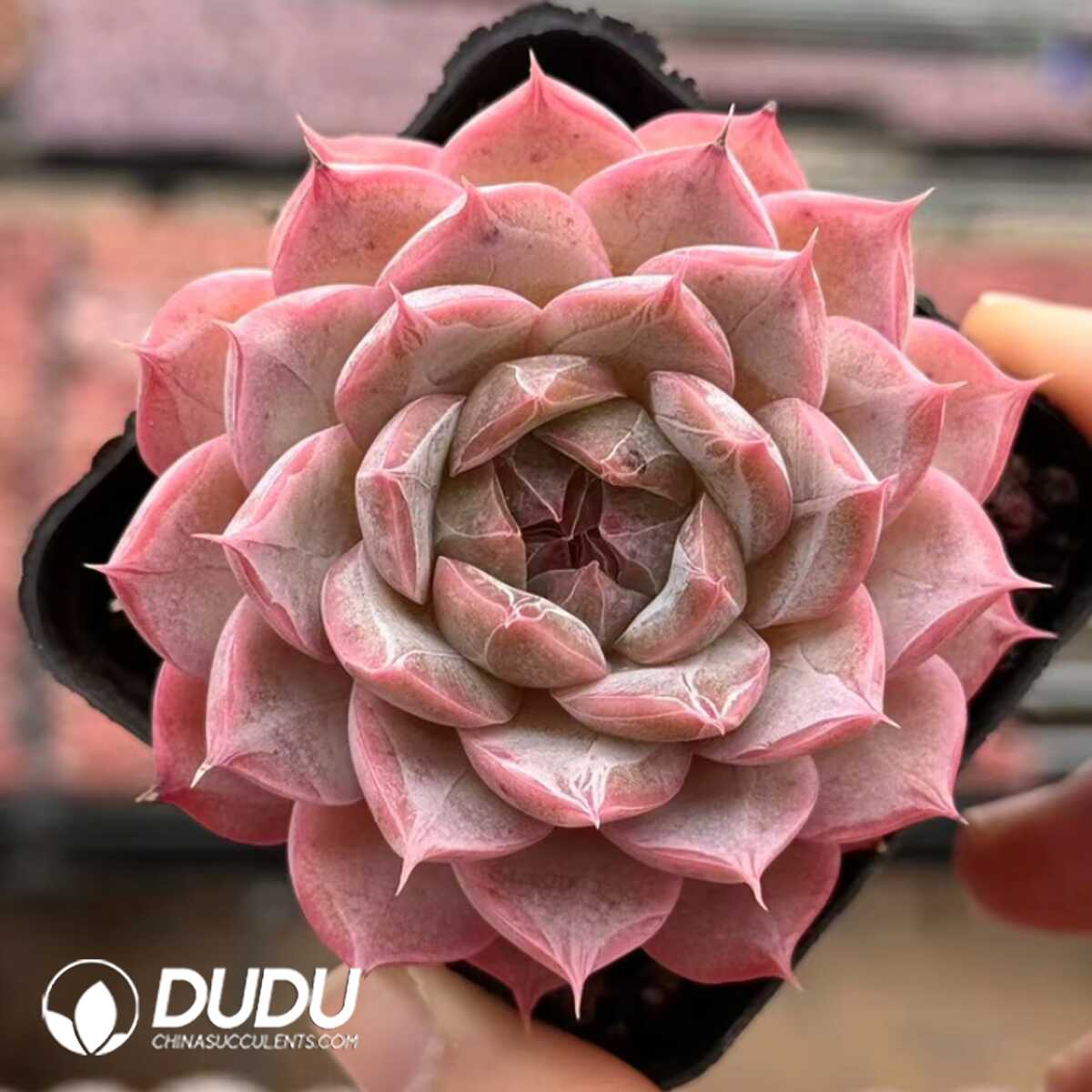 e201-62.jpg Echeveria Forgetting Night - 画像 (1)