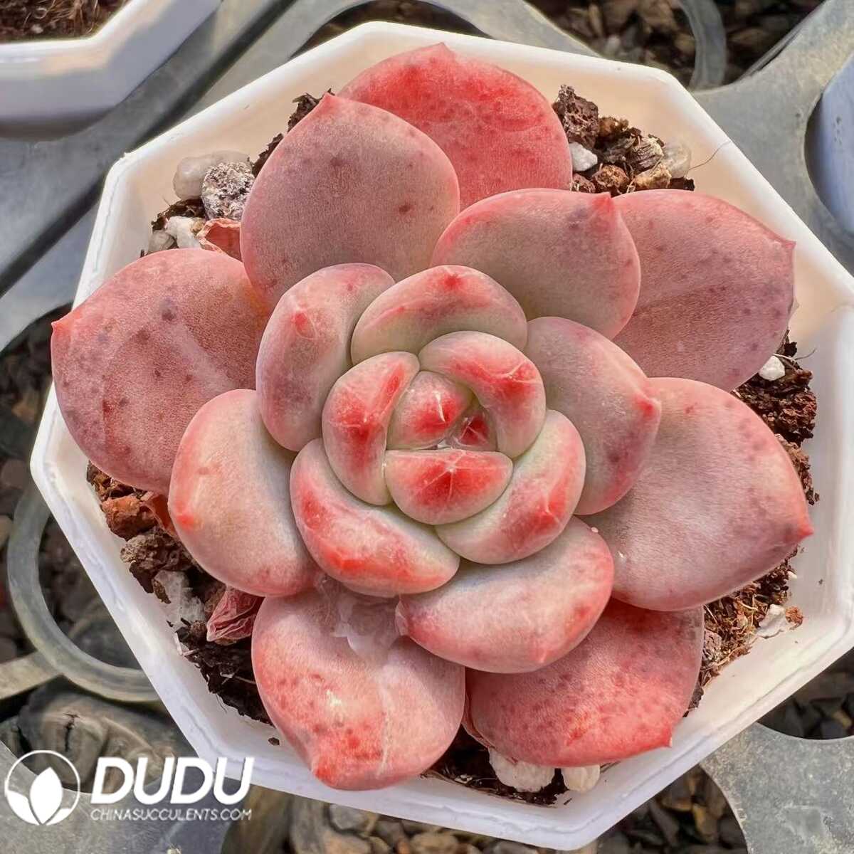 e201-63.jpg Echeveria Yangmei - 画像 (1)