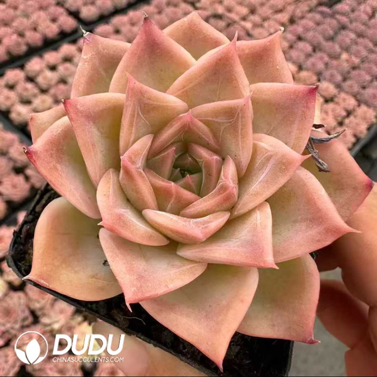 e201-64-1.jpg Echeveria Dream Butterfly - 画像 (1)