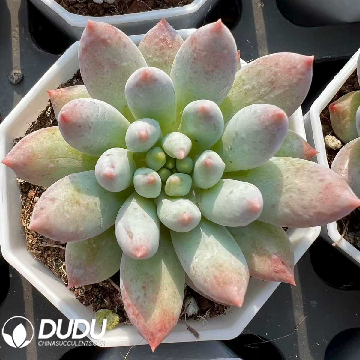 e201-64-2.jpg Pachyphytum Compass - 画像 (1)