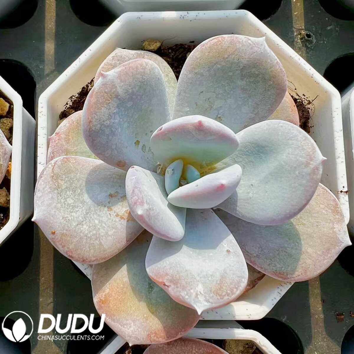 e201-65.jpg Echeveria Cream Tea - 画像 (1)