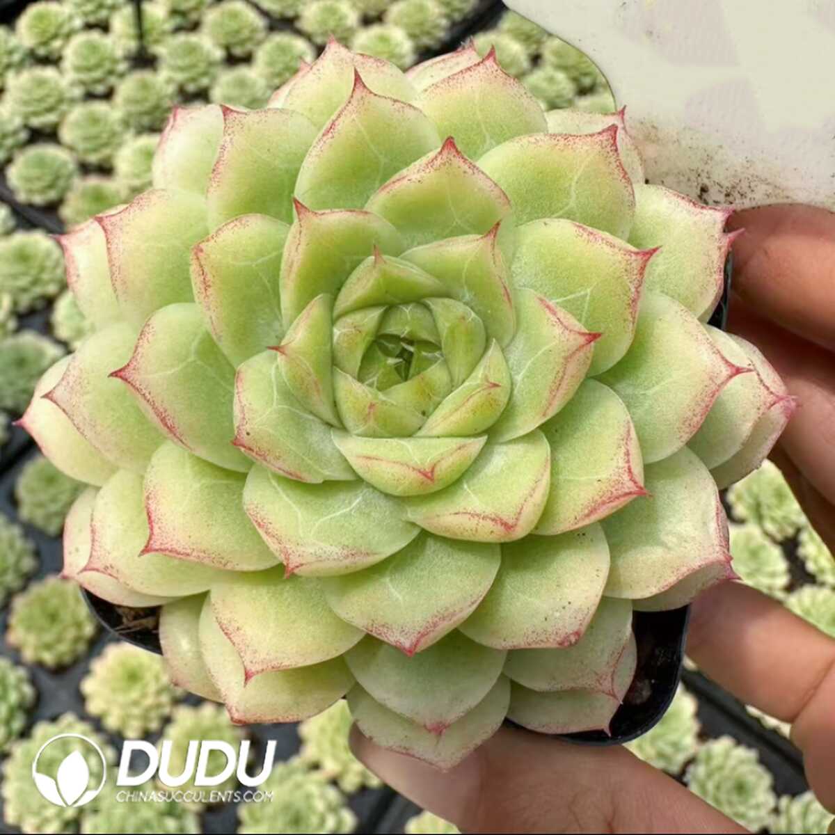 e201-67.jpg Echeveria Ice Swan Premium - 画像 (1)