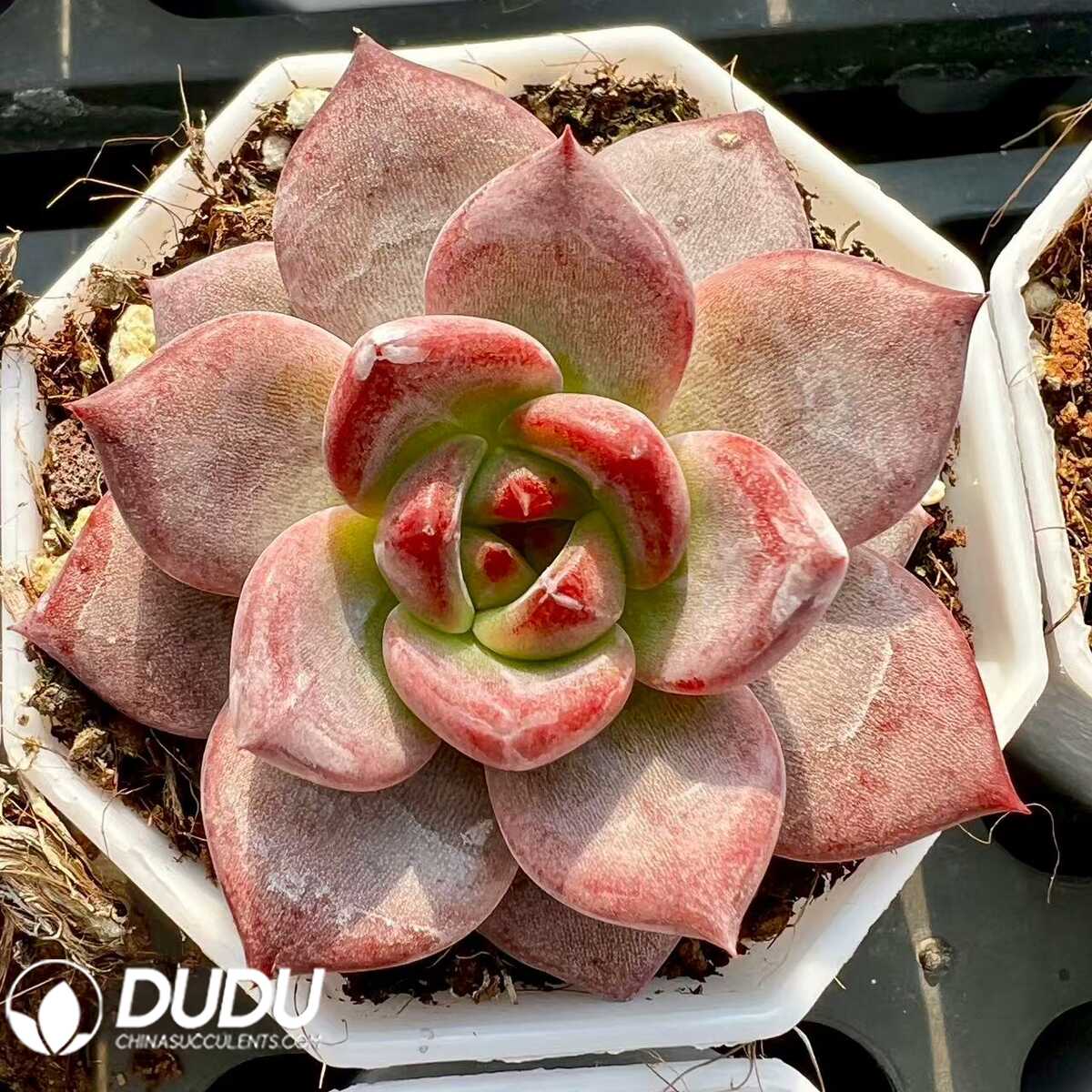 e201-69.jpg Echeveria Hongluan - 画像 (1)