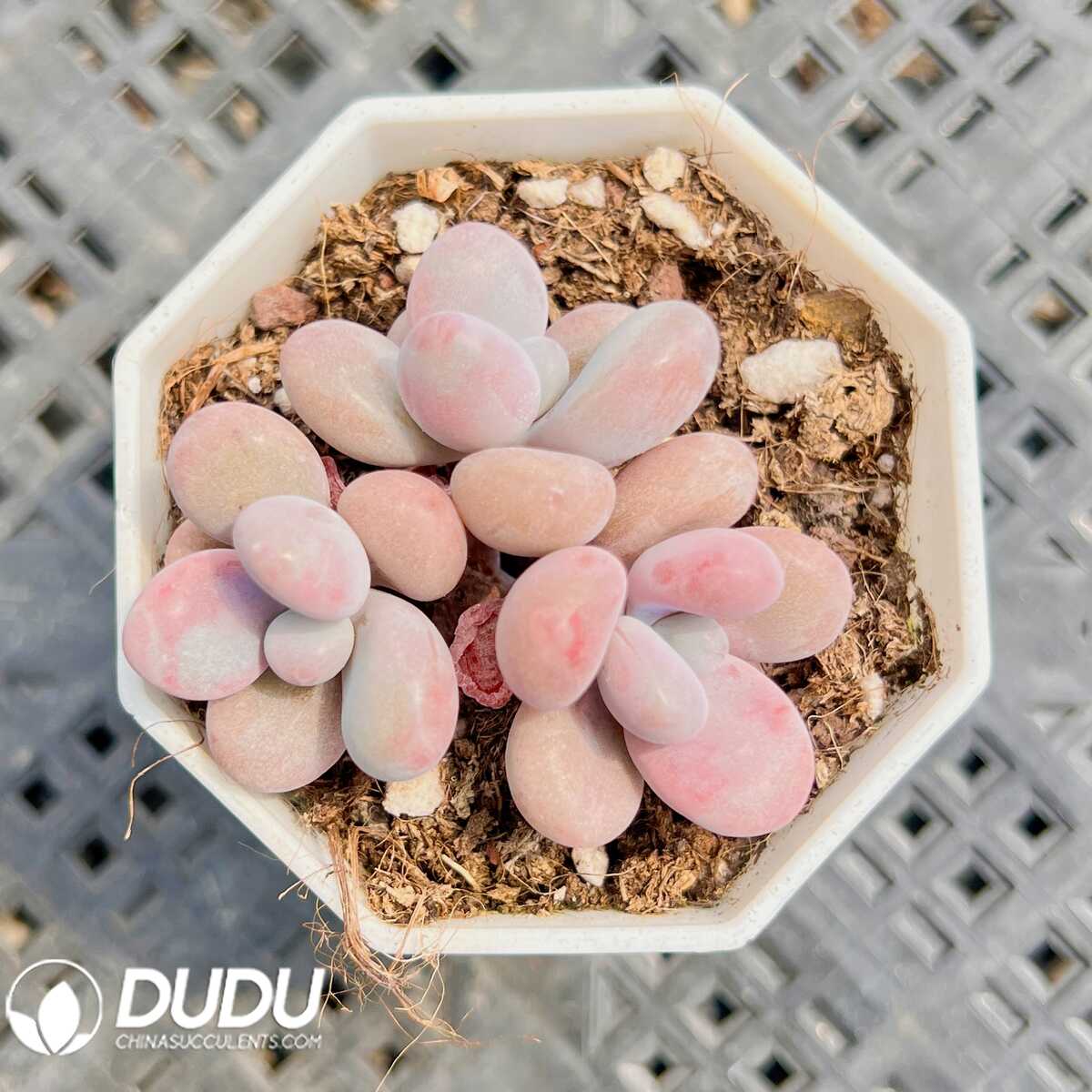 e201-7-1.jpg Graptopetalum Candy Amethystinum Clustering - 画像 (1)