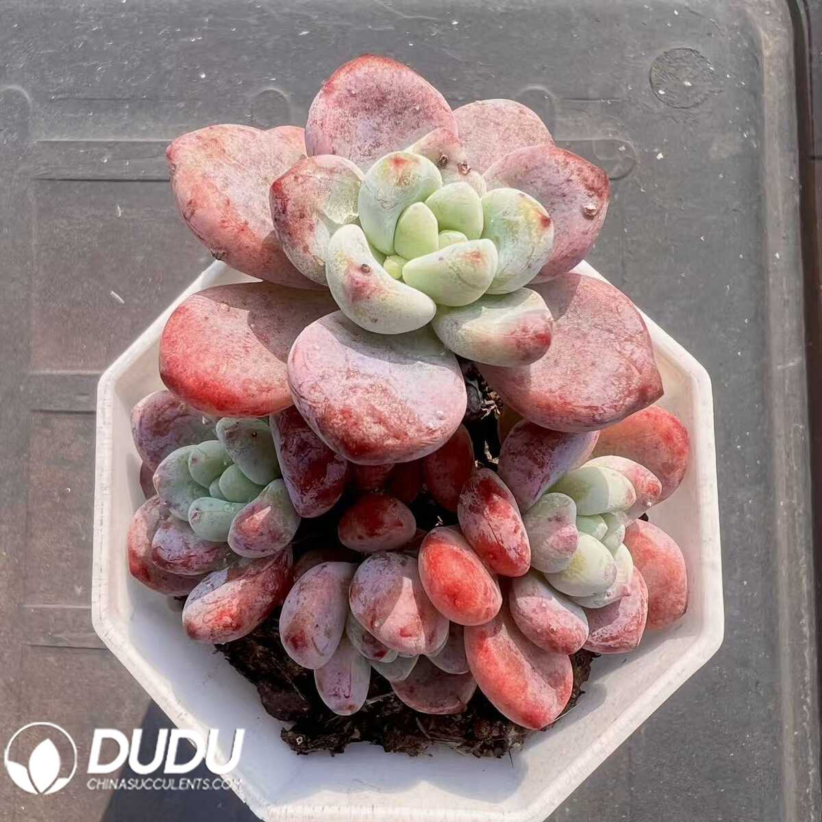 e201-72-3.jpg Sedum Miss Luo Qi Clustering - 画像 (1)