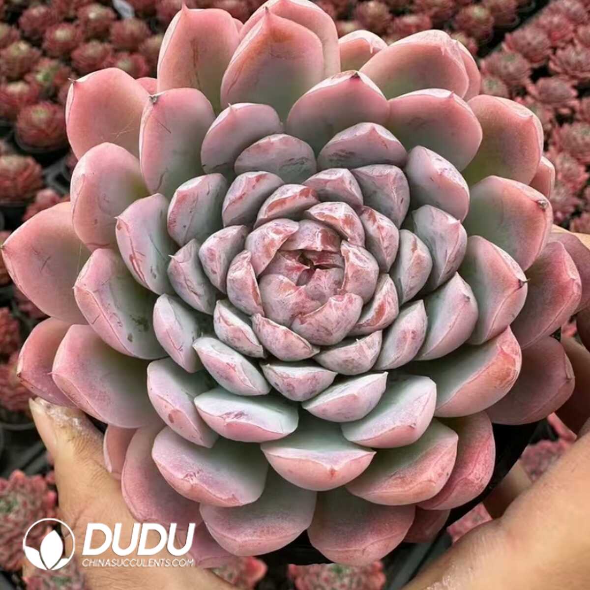 e201-73-1.jpg Echeveria Smiling Assassin - 画像 (1)