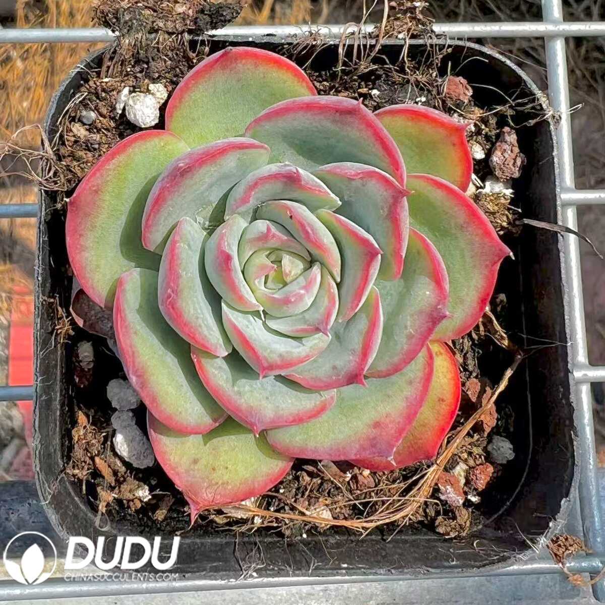 e201-73.jpg Echeveria Silhouette - 画像 (1)