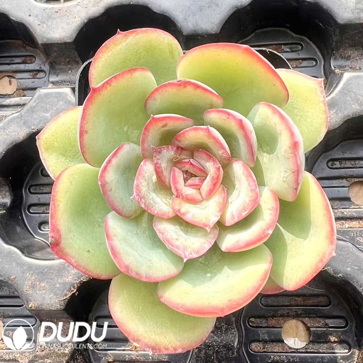 e201-74.jpg Echeveria Morning Light - 画像 (1)