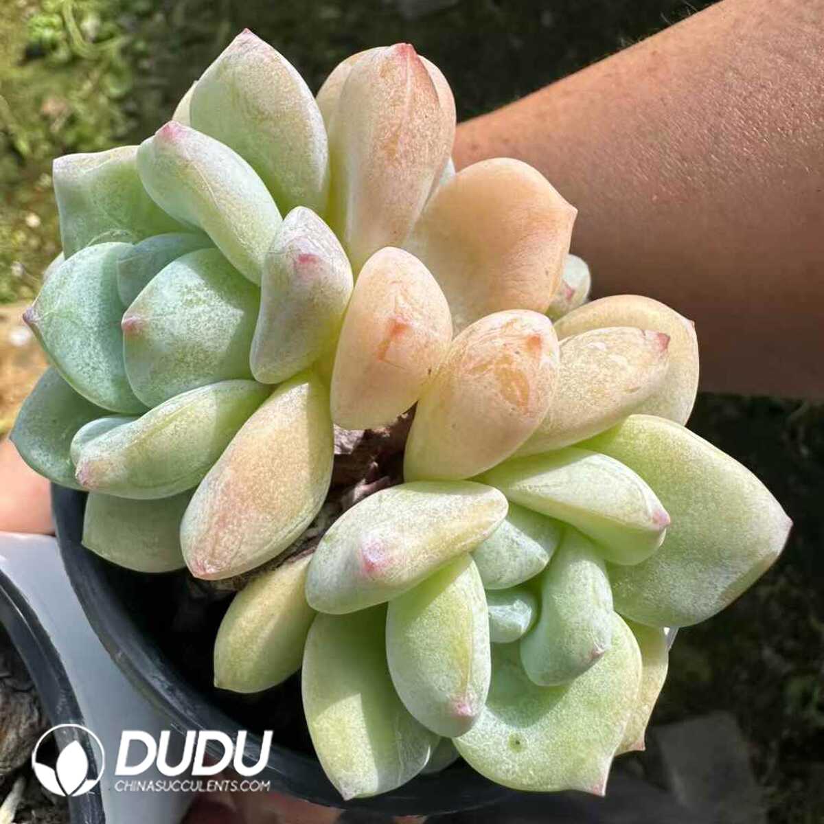 e201-75-1.jpg Echeveria Seremban - 画像 (1)