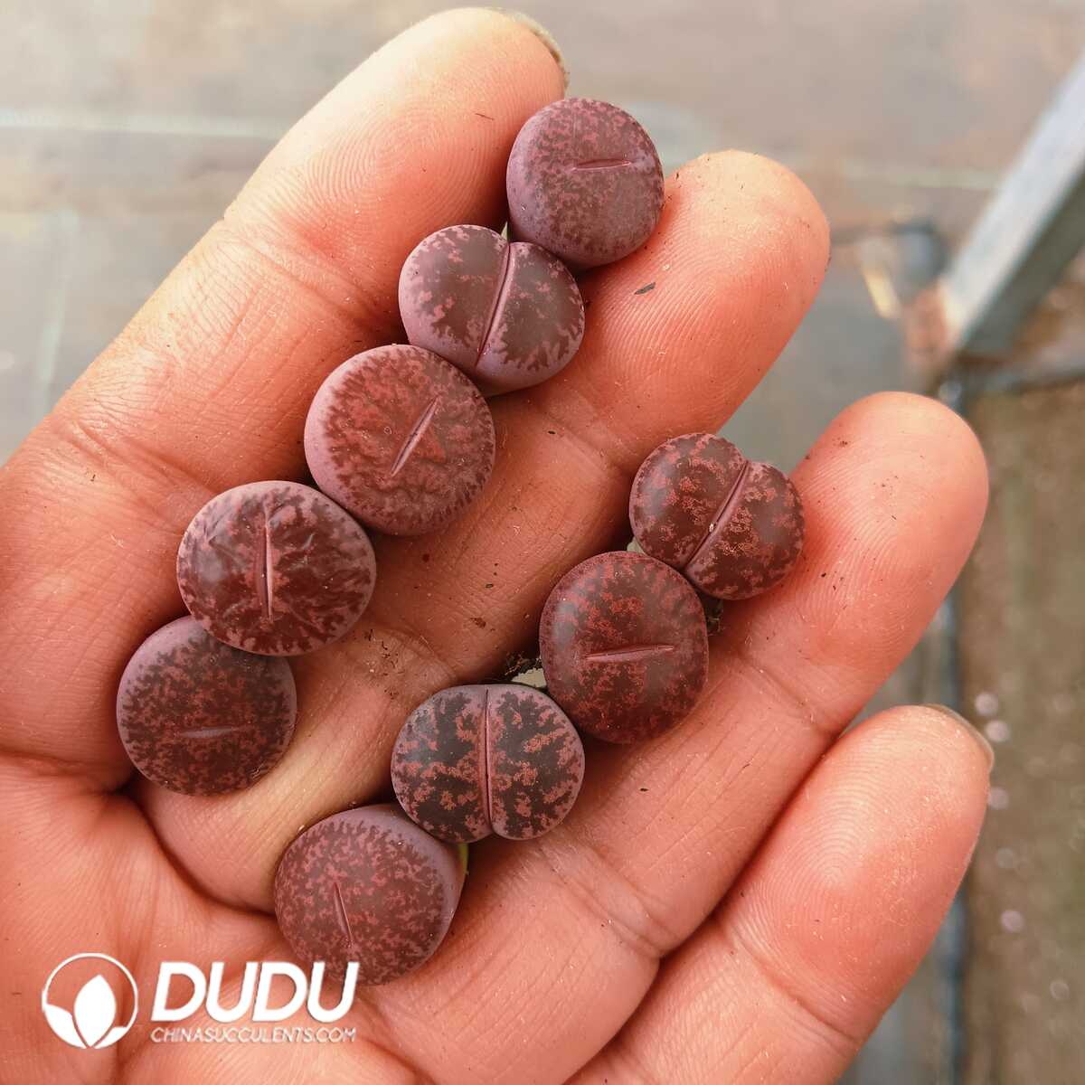 e201-75-3.jpg Lithops Jambourree - 画像 (1)