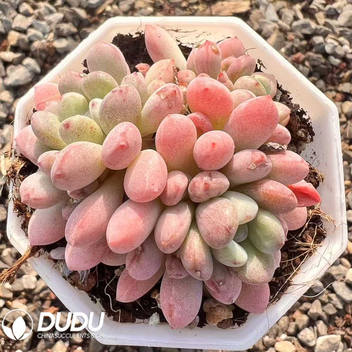 e201-75.jpg Echeveria Cute Kid Clustering - 画像 (1)