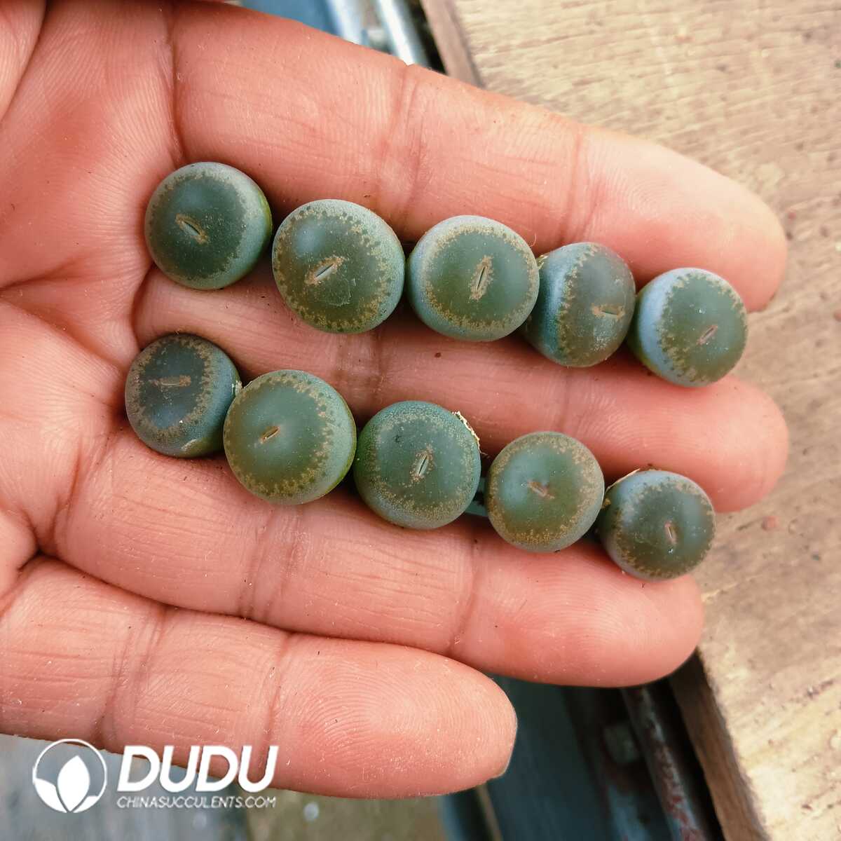 e201-76-2.jpg Lithops Hetian Jade - 画像 (1)