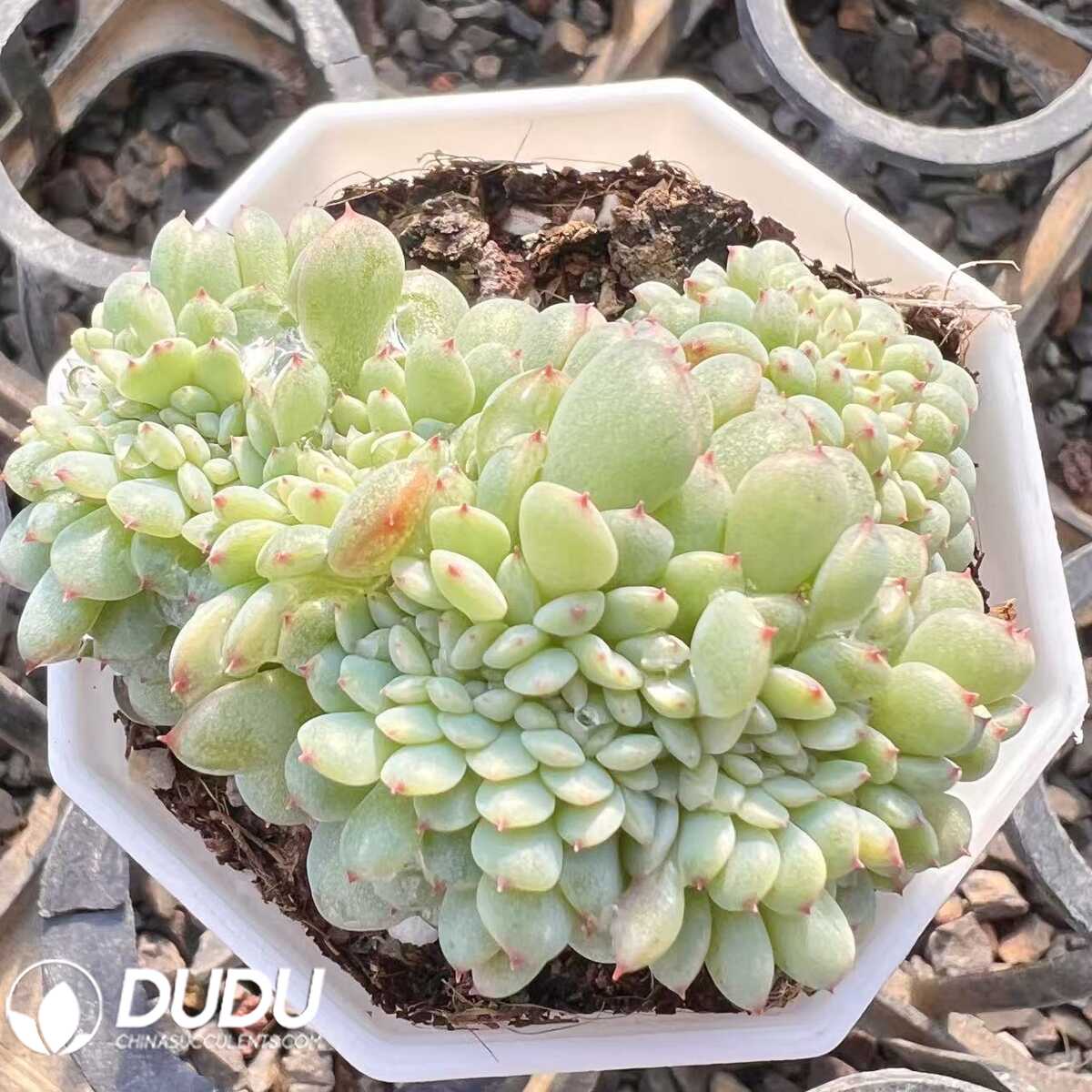 e201-76.jpg Echeveria Hani Cristata - 画像 (1)