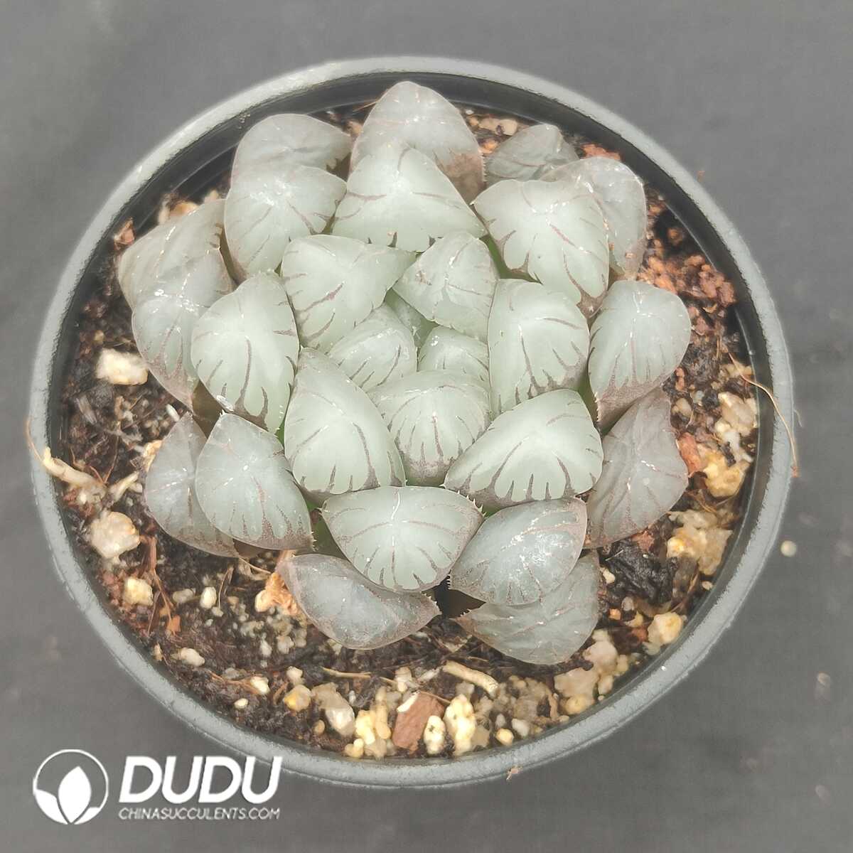 oplus_32 Haworthia Ice Lantern - 画像 (1)
