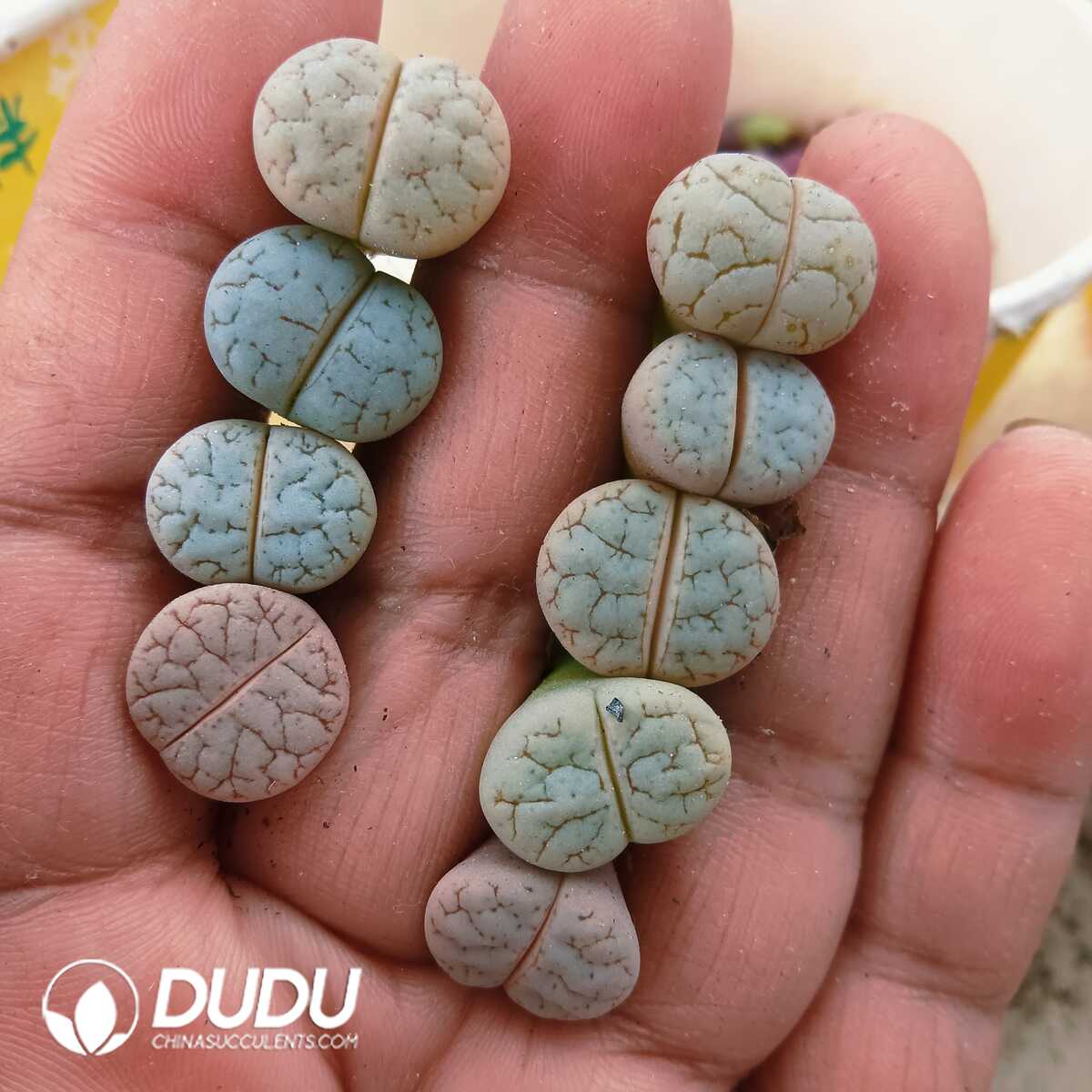 e201-77-2.jpg Lithops gracilidelineata - 画像 (1)