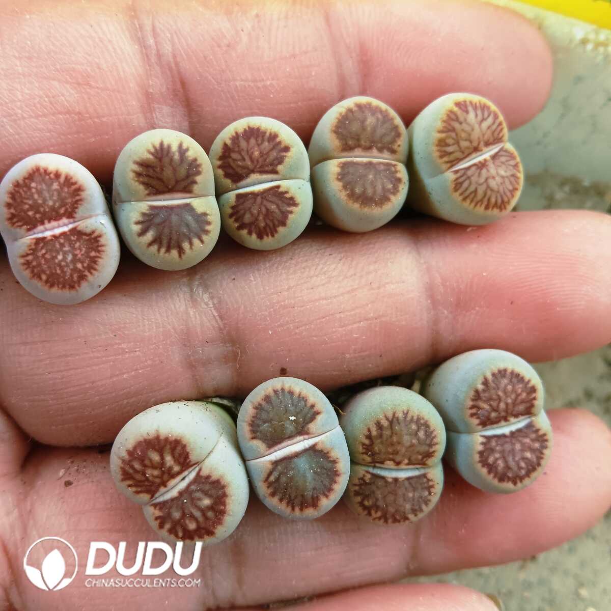 e201-78-2.jpg Lithops julii subsp. fulleri cv. - 画像 (1)